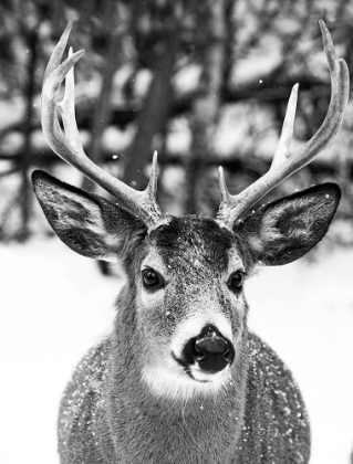 Picture of WINTER DEER