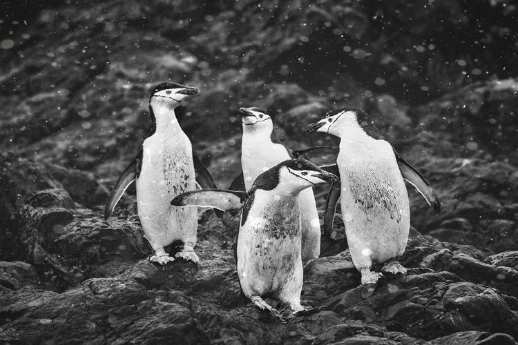 Picture of HAPPY PENGUINS IN HEAVY SNOW