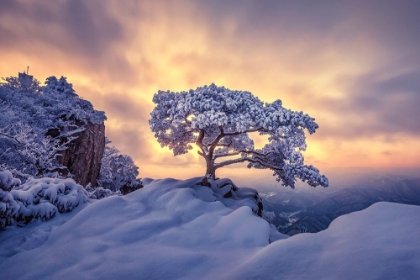 Picture of PINE TREE ON THE ROCK