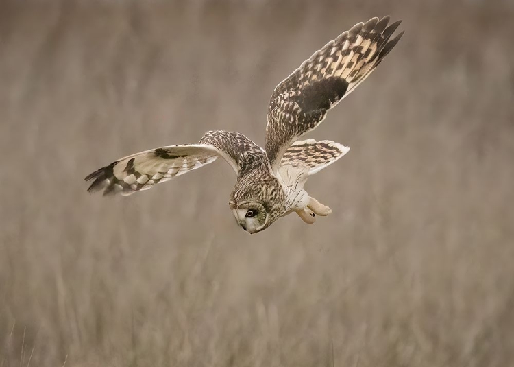 Picture of SHORT-EARED OWL