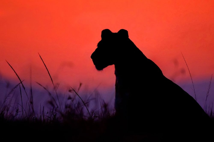 Picture of LIONESS SILHOUETTE