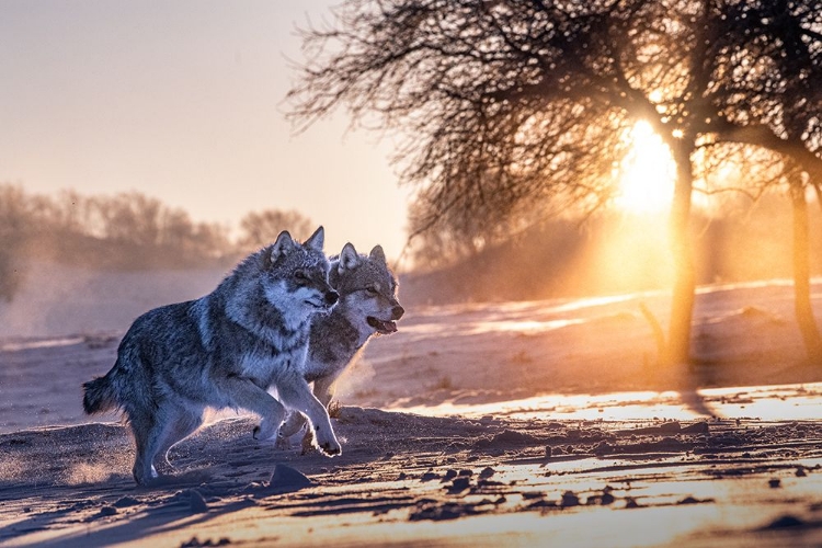 Picture of TWO NORTHERN WOLVES