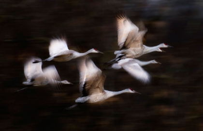 Picture of SANDY CRANES FLYING MOTION