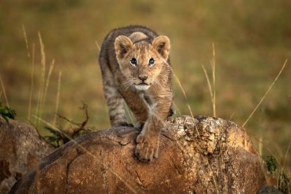 Picture of A LITTLE LION