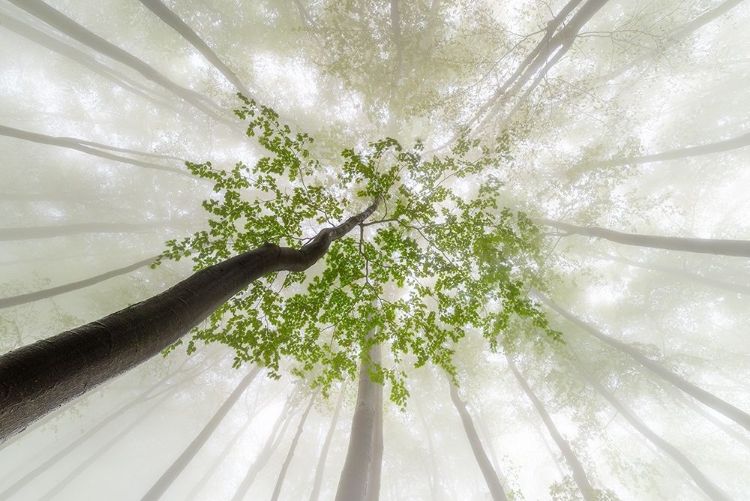 Picture of FOGGY SPRING