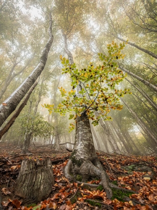 Picture of AUTUMN IN LLANCERS