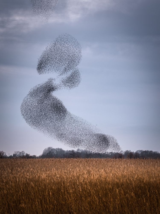 Picture of STARLING DANCE