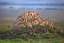 Picture of LIONESS WITH THE CUBS OF THE PRIDE