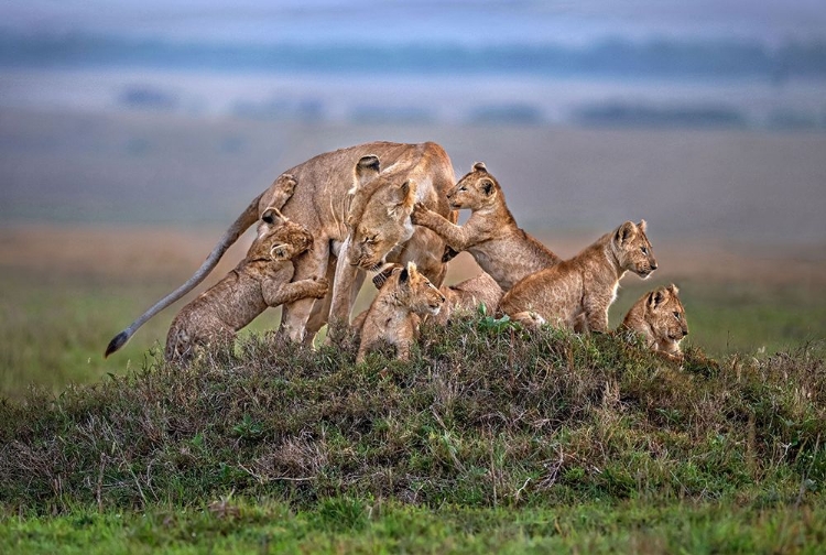 Picture of LIONESS WITH THE CUBS OF THE PRIDE