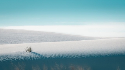 Picture of GROWING IN WHITE SANDS