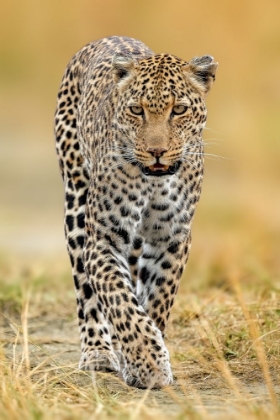 Picture of LEOPARD