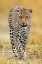 Picture of LEOPARD