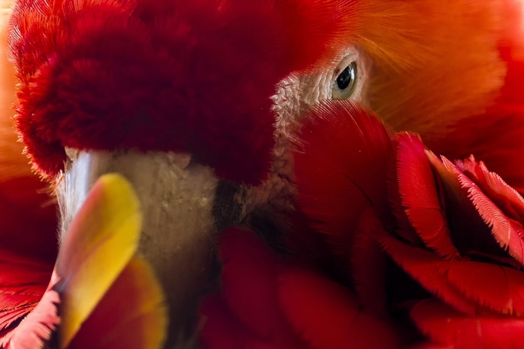 Picture of SHY MACAW