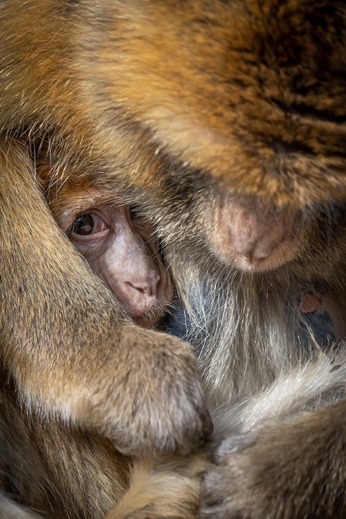 Picture of BERBER MONKEY BABY IN MOTHERLY CARE