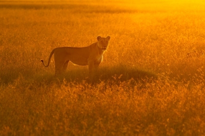 Picture of GOLDEN SAVANNAH