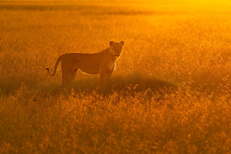 Picture of GOLDEN SAVANNAH