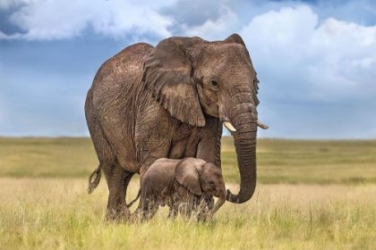 Picture of MOM ELEPHANT WITH HER CALF