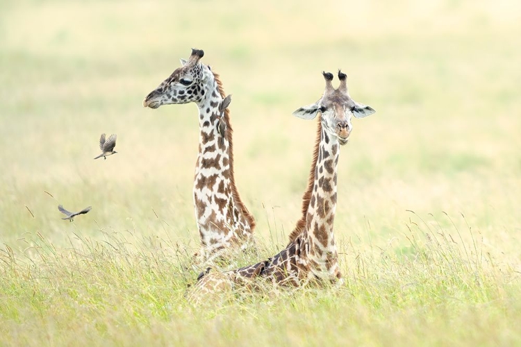 Picture of GIRAFFES IN MASAI MARA