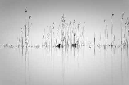 Picture of COUPLE IN THE REEDS