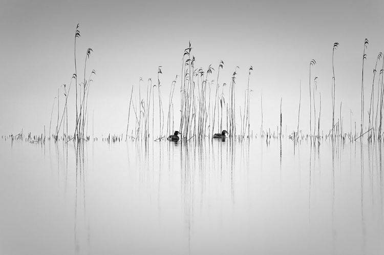 Picture of COUPLE IN THE REEDS