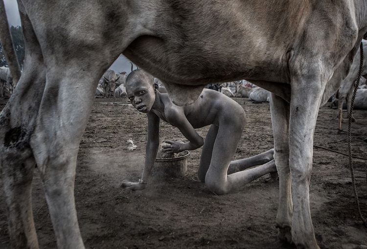 Picture of COLLECTING DUNG IN A MUNDARI CATTLE CAMP.