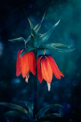 Picture of FRITILLARIA