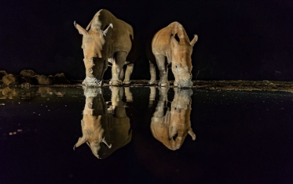 Picture of WHITE RHINOS