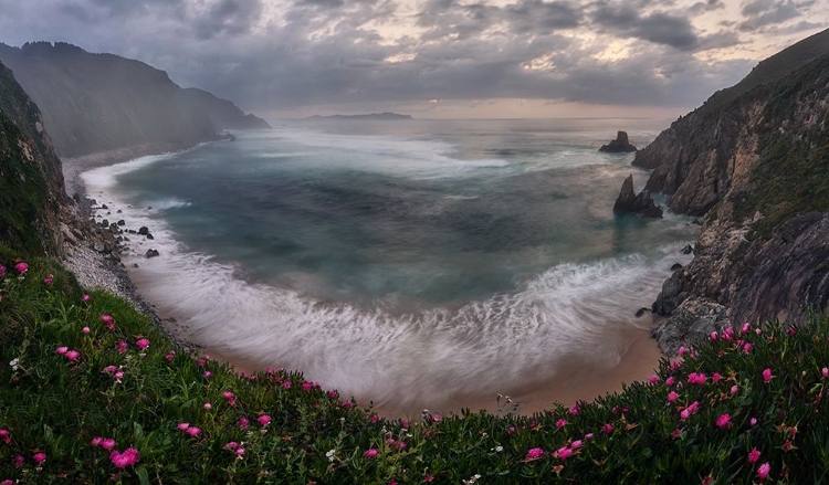 Picture of THE FOG AND THE FLOWERS