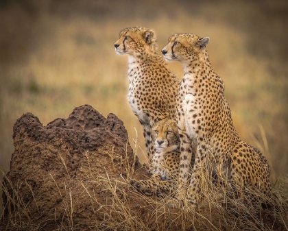 Picture of SERENGETI CHEETAHS