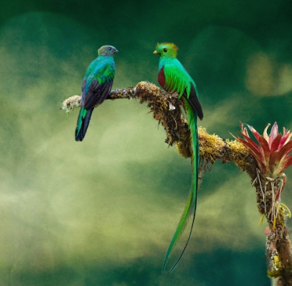 Picture of QUETZEL COUPLE