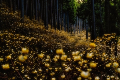 Picture of GOLDEN FOREST (A?MITSUMATAA? IN FULL BLOOM)