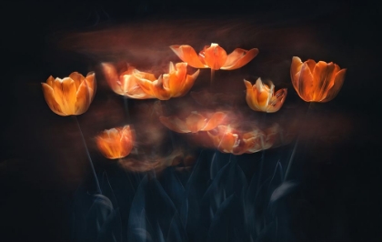 Picture of TULIPS ON FIRE