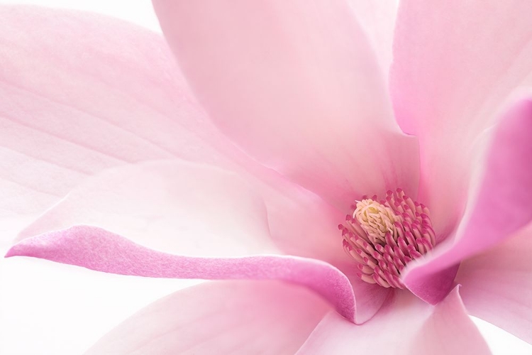 Picture of PINK MAGNOLIA