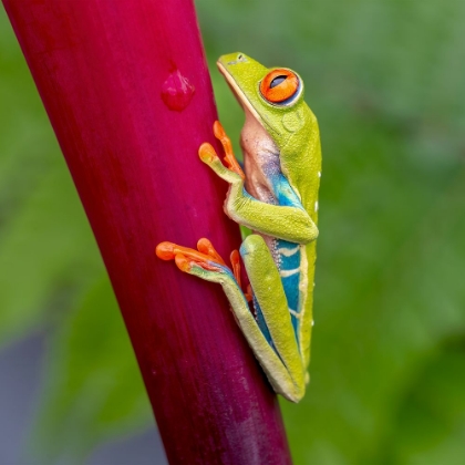 Picture of AGALYCHNIS CALLIDRYAS