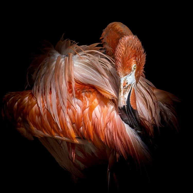 Picture of FLAMINGO