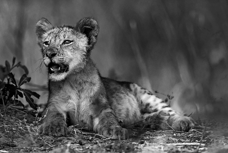 Picture of LION CUB IN B A W