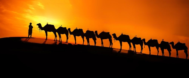 Picture of CAMEL ON THE DESERT  SUNSET