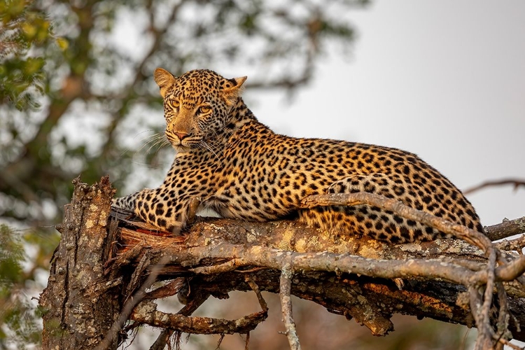 Picture of YOUNG LEOPARD