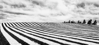 Picture of FIELDS OF STRIPES