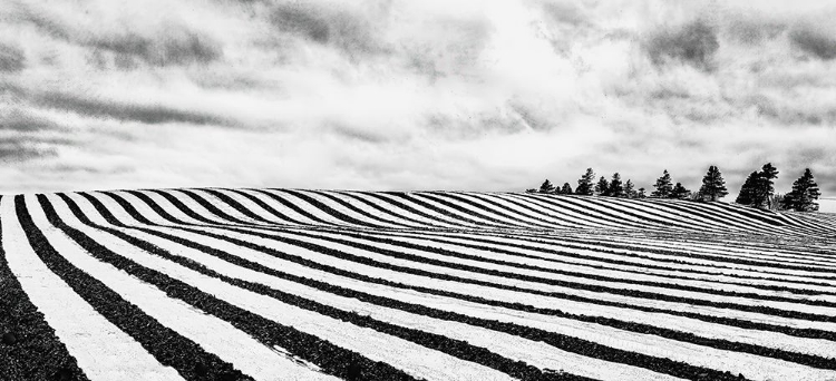 Picture of FIELDS OF STRIPES