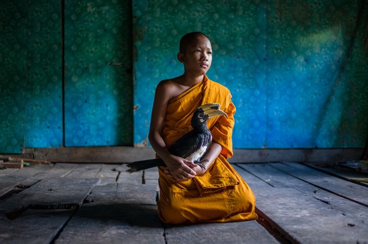 Picture of THE YOUNG MONK AND HIS PET HORNBILL