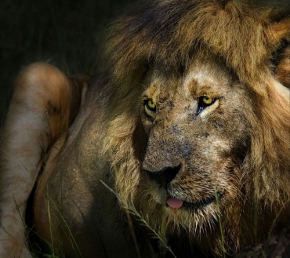 Picture of THE LION