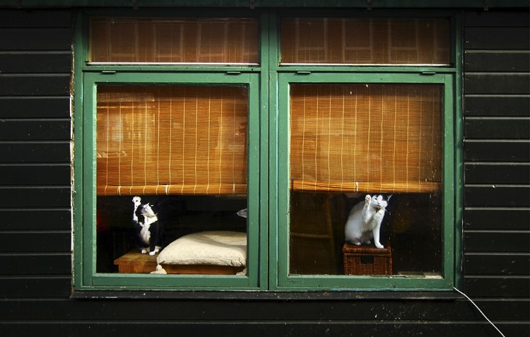 Picture of WINDOW CLEANERS