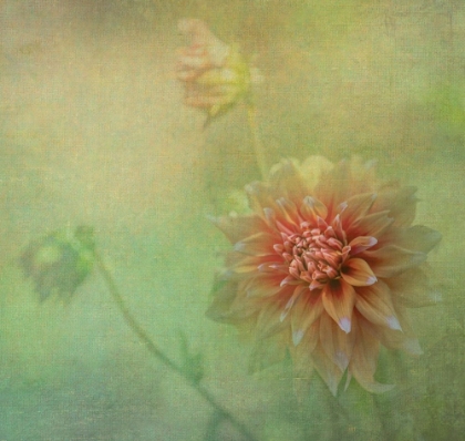 Picture of DAHLIAS