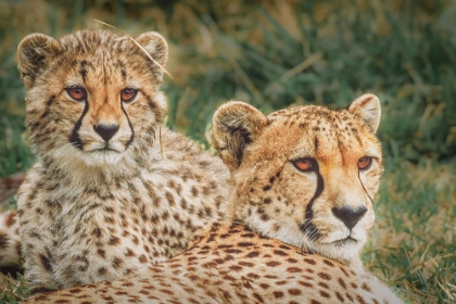 Picture of CHEETAHS AT SUNSET