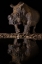 Picture of REFLEXION RHINO