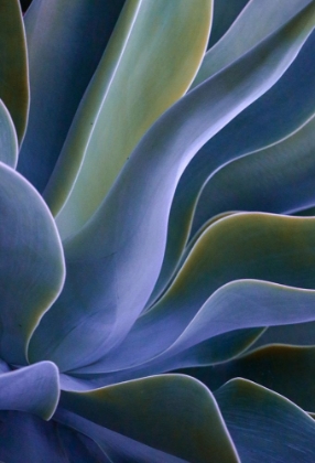 Picture of AGAVE BLUES