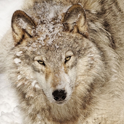 Picture of TIMBER WOLF