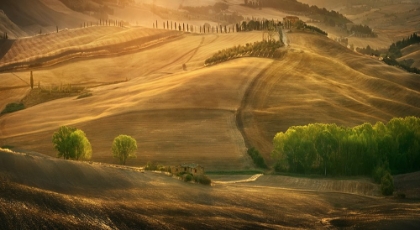 Picture of TUSCAN SUMMER...