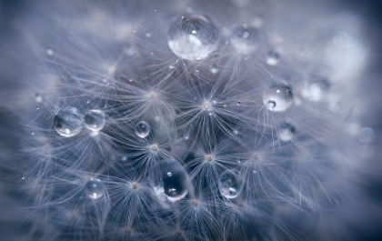 Picture of WATER DROPLETS IN DANDELION